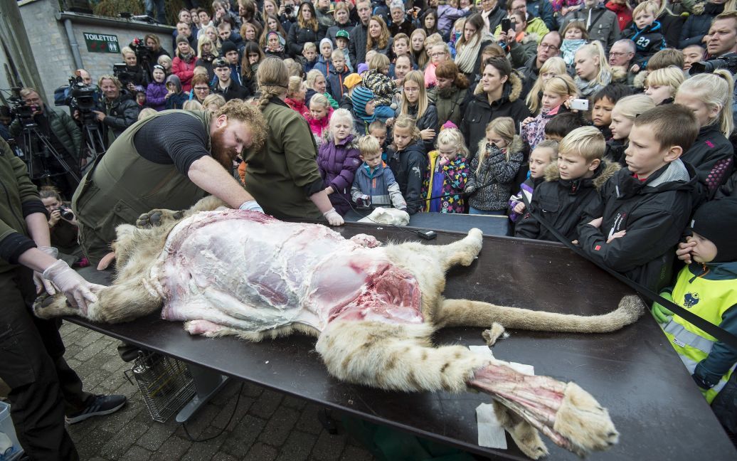 Сотрудник осуществляет вскрытие льва в зоопарке Оденсе в Дании. Вскрытие осуществляется на глазах у посетителей зоопарка. / © Reuters