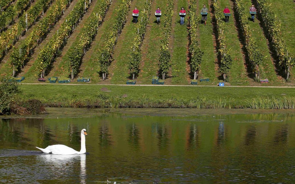 Лебедь плавает на озере в то время, как волонтеры носят ящики винограда во время ежегодного сбора урожая в историческом винограднике 18-го века в городе Кобэм, Великобритания. / © Reuters