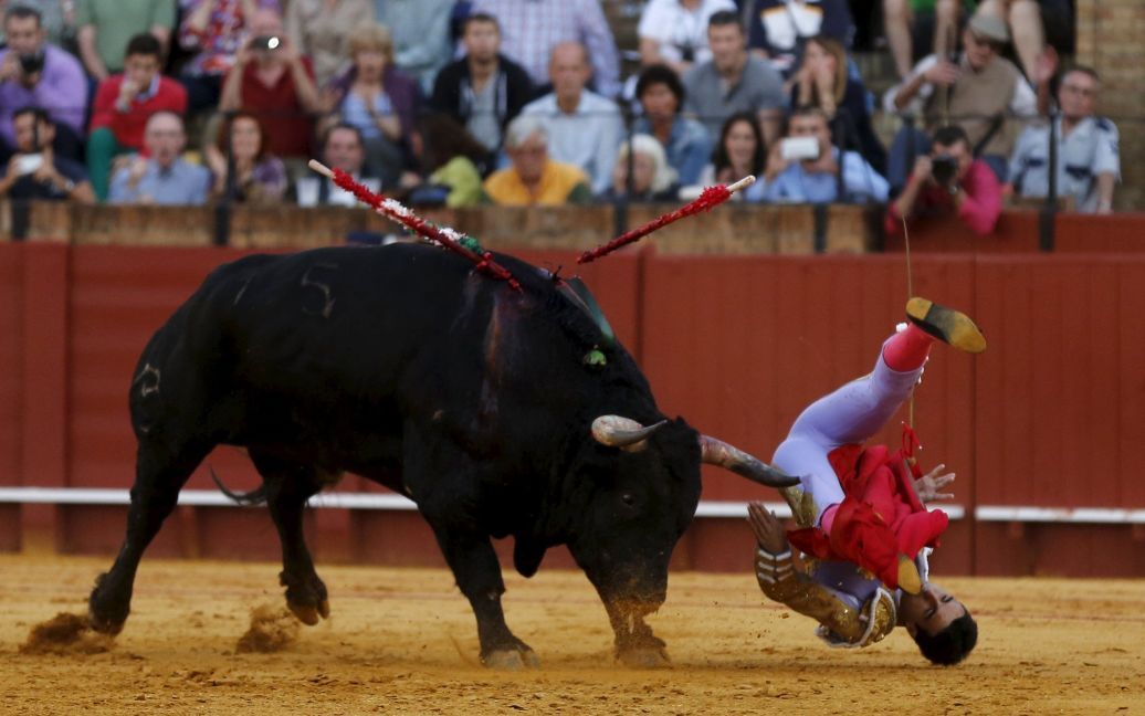 Іспанського матадора Мігеля Анхеля Дельгадо атакує бик під час кориди в столиці Андалусії Севільї, на півдні Іспанії. / © Reuters