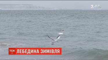 Самотній лебідь оселився на одеському пляжу