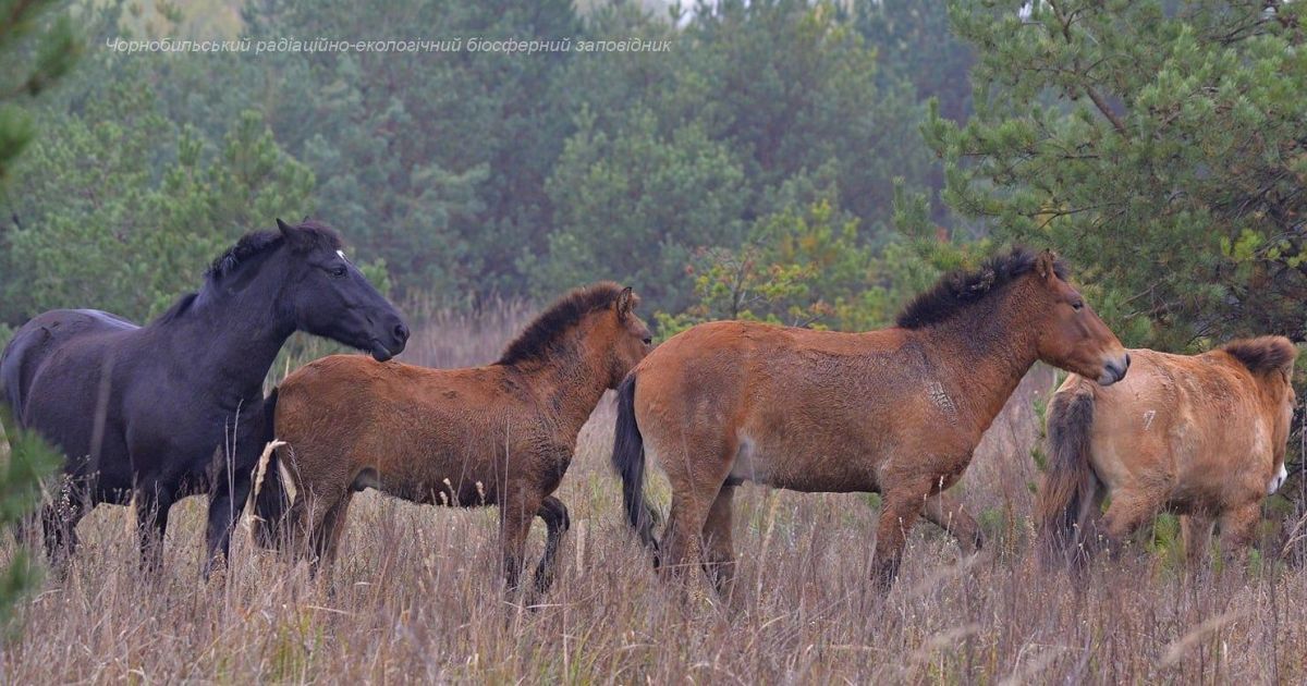 У Чорнобилі свійська тварина прибилася до диких коней: фото