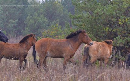 В Чернобыле домашнее животное прибилось к диким лошадям: фото