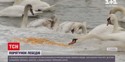 Новини України: у Чернівцях майже 500 лебедів ледь не загинули від лютих морозів