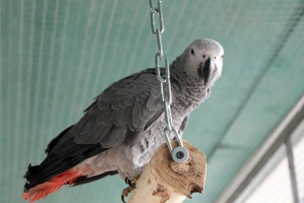 Фото київського зоопарку