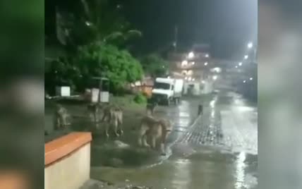 В Індії зняли левів, які вільно прогулюються містом