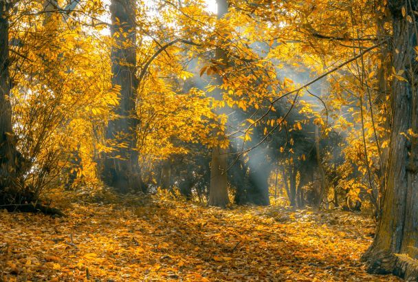 Синоптики розповіли про погоду на вересень / © Pexels