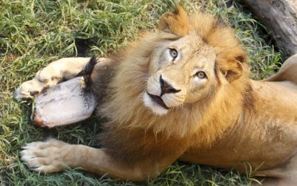 В зоопарке Дании на глазах у посетителей разрежут льва, чтобы показать сердце и легкие