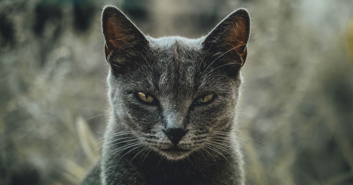 У Нідерландах новим коронавірусом заразилися троє котів та бульдог