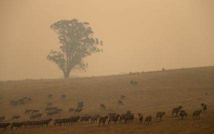 Причины катастрофических пожаров в Австралии будет расследовать королевская комиссия - премьер