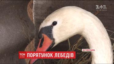 На Житомирщині врятували пару лебедів, які примерзли до криги на річці