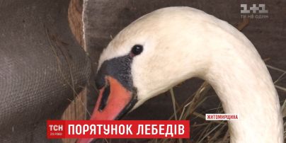 На Житомирщині врятували пару лебедів, які примерзли до криги на річці