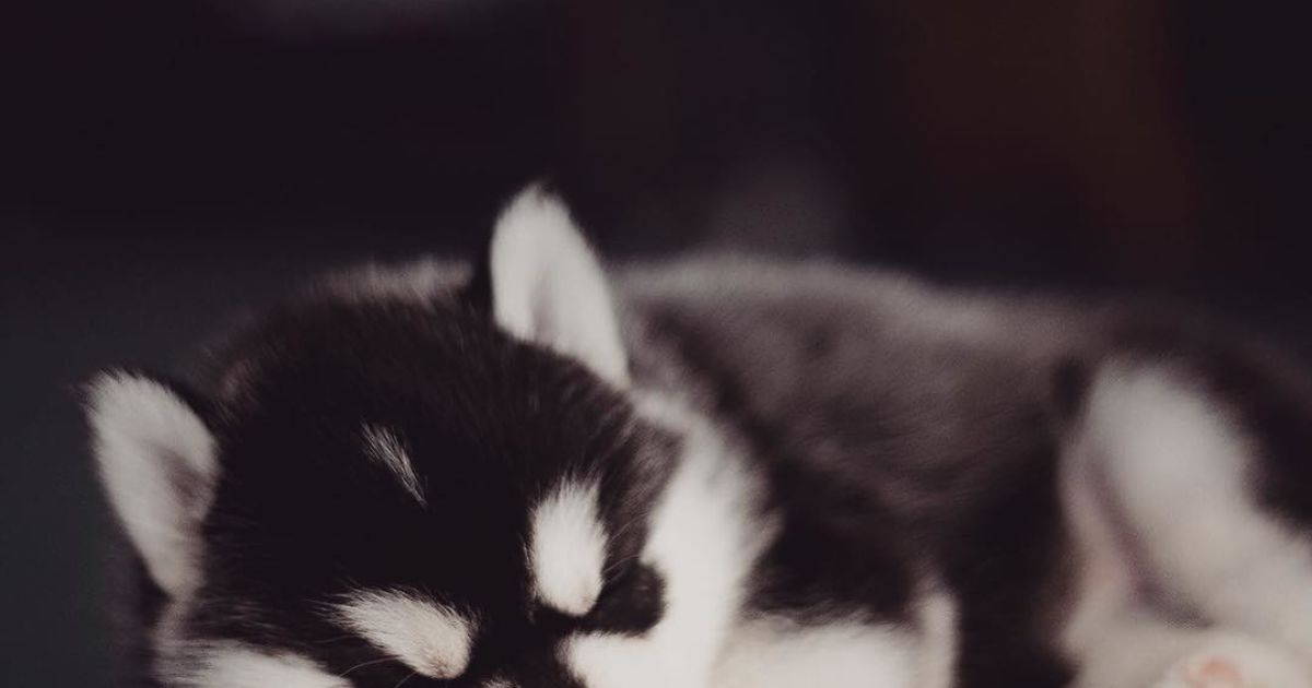 Девушка заинтересовалась этой породой три года назад / © Instagram.com/@erikaeasy