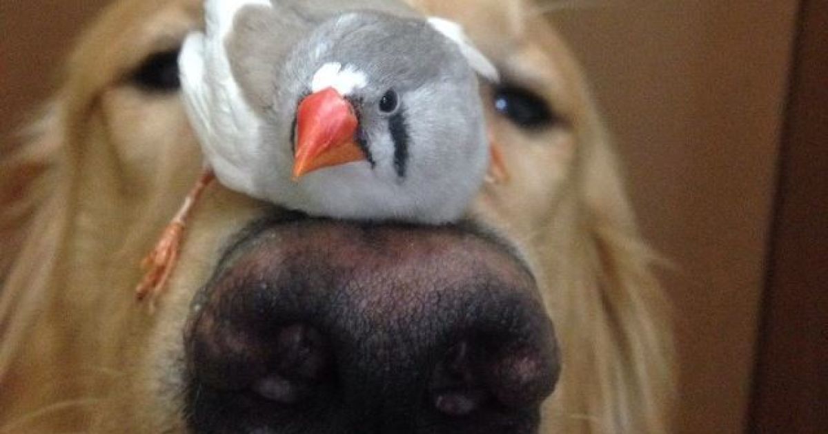 Боб фотографируется в окружении других животных / © Instagram/bob_goldenretriever