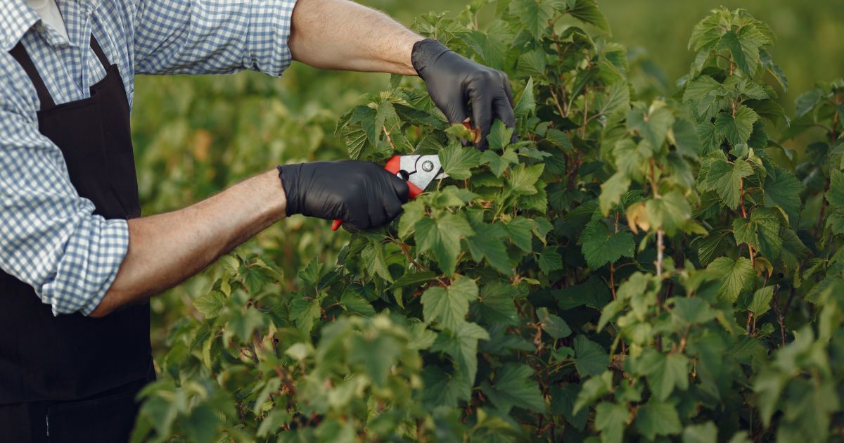 Які рослини треба обрізати у вересні