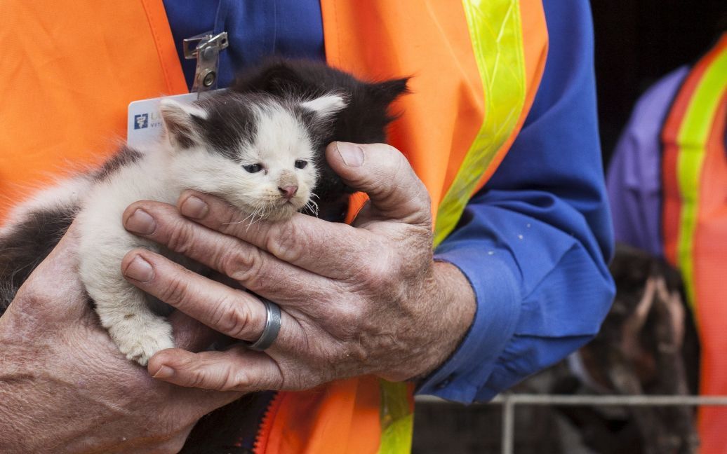 Ветеринар держит котят, спасенных от пожара в Калифорнии. На севере штата бушует лесной пожар, уничтоживший как минимум 585 домов и сотни других зданий. / © Reuters