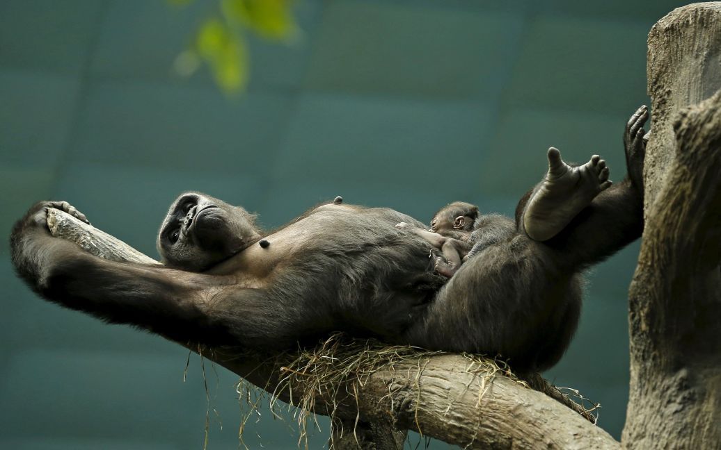 Западная равнинная горилла Камба лежит на ветке с ее однодневным сыном Закари в зоопарке Брукфилд, штат Иллинойс. / © Reuters