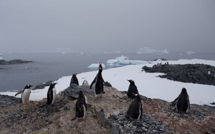 Найбільший в світі айсберг може знищити колонії пінгвінів і тюленів