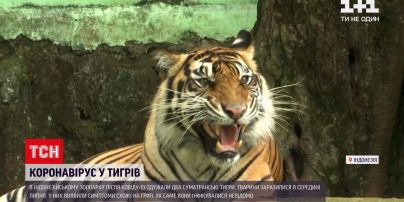 Новости мира: в индонезийском зоопарке двое суматранских тигров оправляются от COVID-19