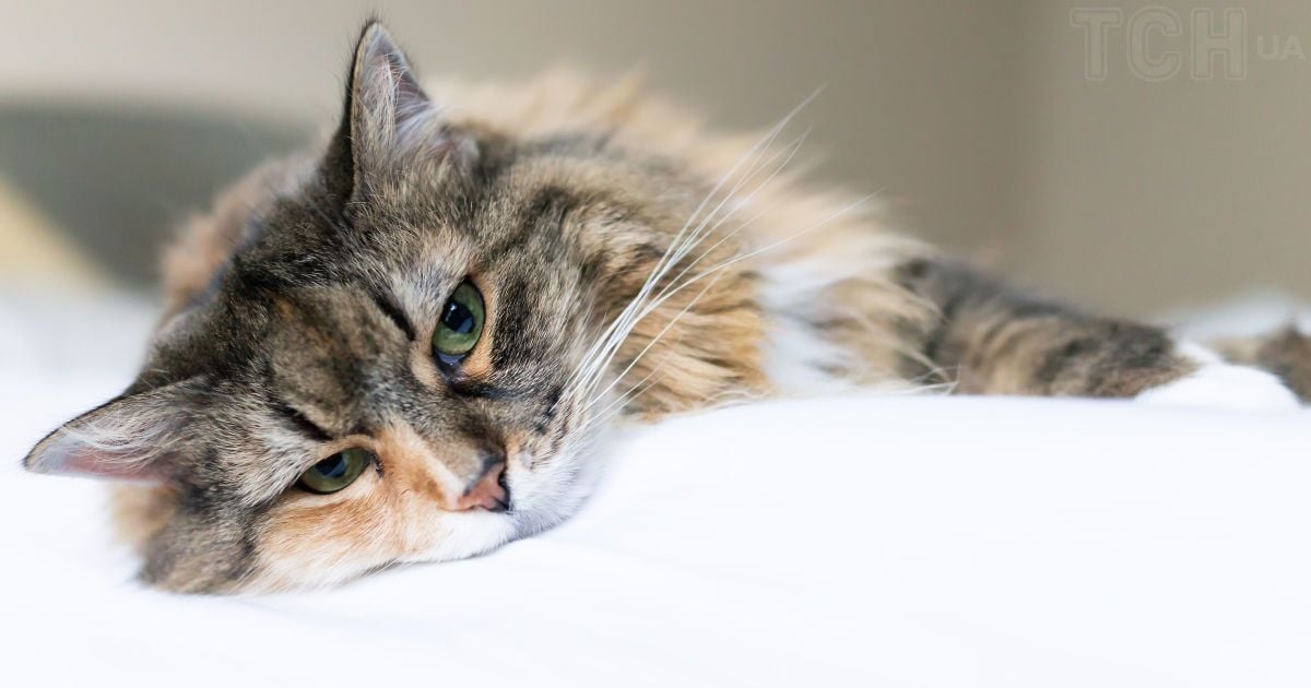 Чому коти так люблять спати біля ваших ніг