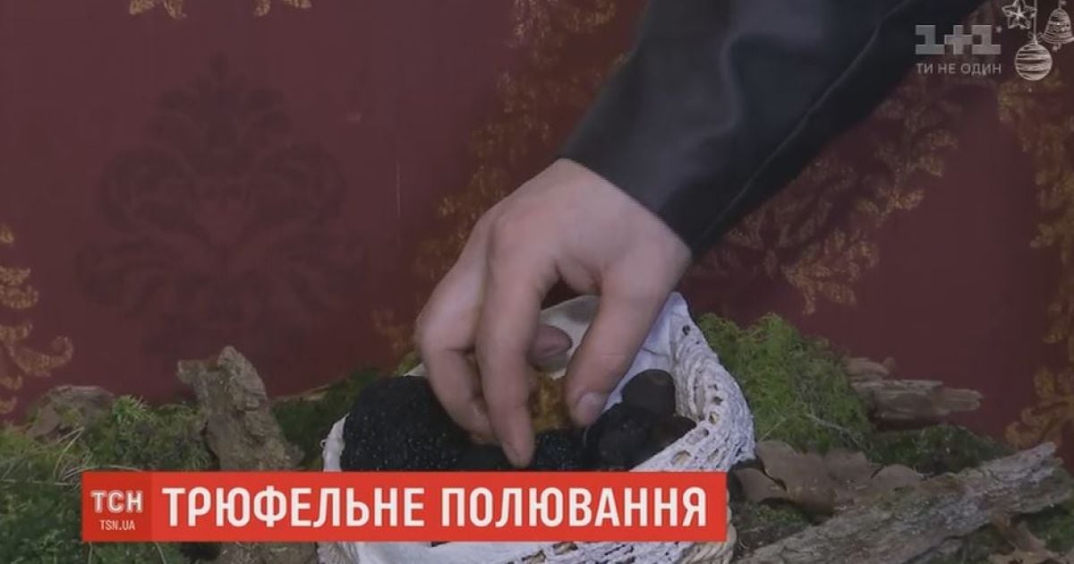 Деликатес по-украински: трюфельные грибы начали попадать из Подолья в рестораны мира