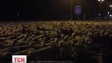В Іспанії кілька тисяч овець втекли від пастуха