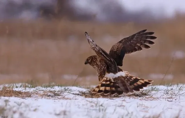 Лунь польовий у Криворізькому районі / Фото: телеканал D1