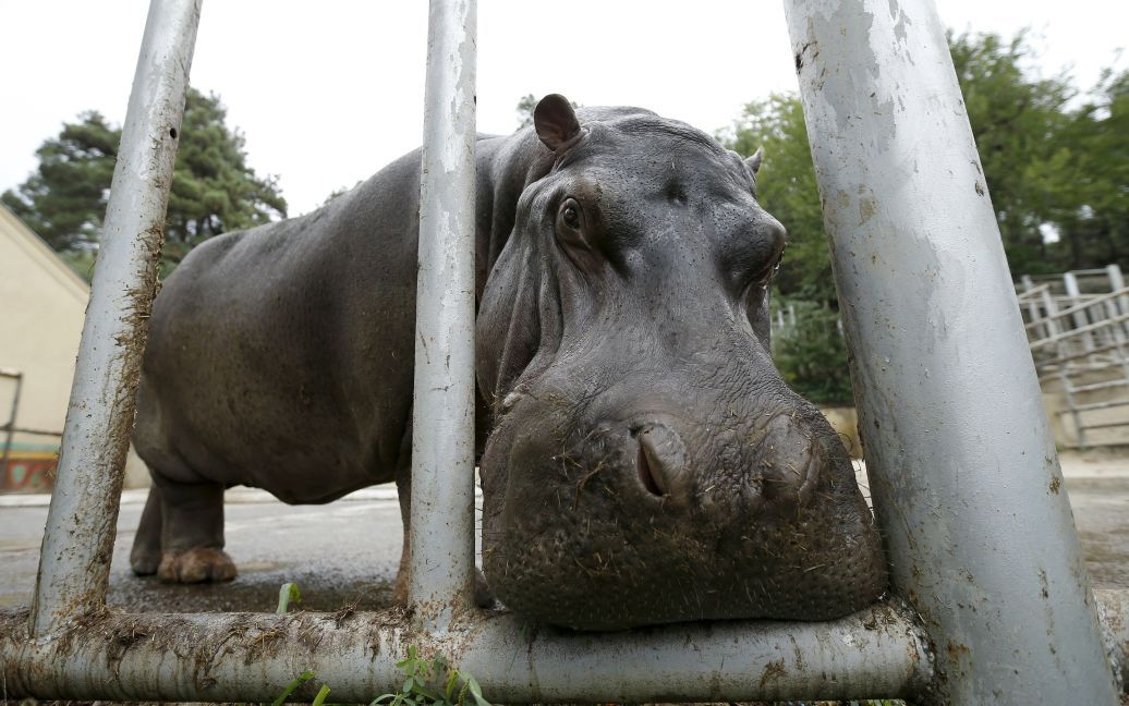 Бегемот по имени Беги заходит внутрь своего корпуса в зоопарке в Тбилиси, Грузия. 13 сентября зоопарк был впервые открыт после наводнения 19 июня, во время которого он был частично разрушен и около 300 животных сбежали или умерли. Тогда также погибли по меньшей мере 19 человек. / © Reuters