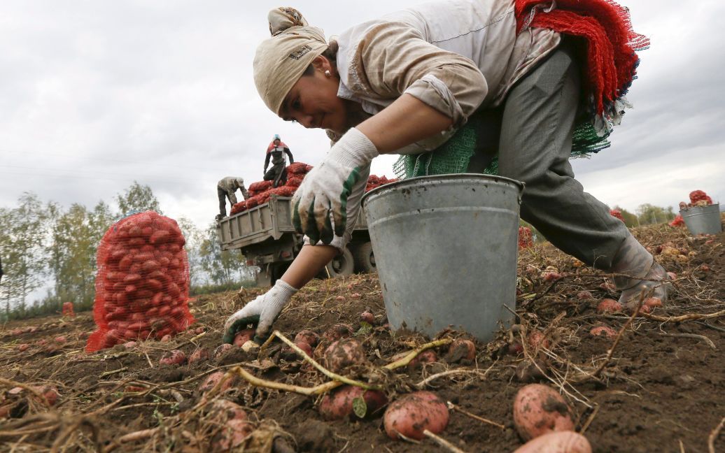 Работники-мигранты из Узбекистана собирают картошку на поле в селе Березовка недалеко от сибирского города Красноярск в России / © Reuters