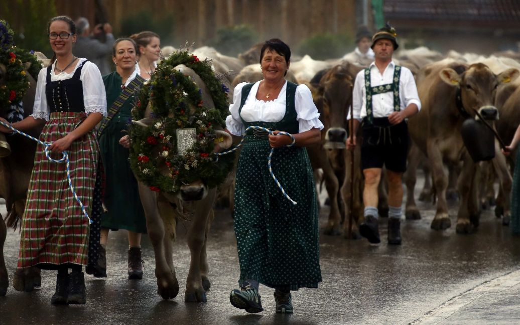 Баварские фермеры сопровождают коров во время традиционного &laquo;Альмабтриб" в городе Оберштауфен, что в 180 км к югу от немецкого Мюнхена. &laquo;Альмабртиб" - это ежегодное событие в Альпах, когда фермеры в конце летнего сезона отгоняют свои стада на зимние пастбища. / © Reuters