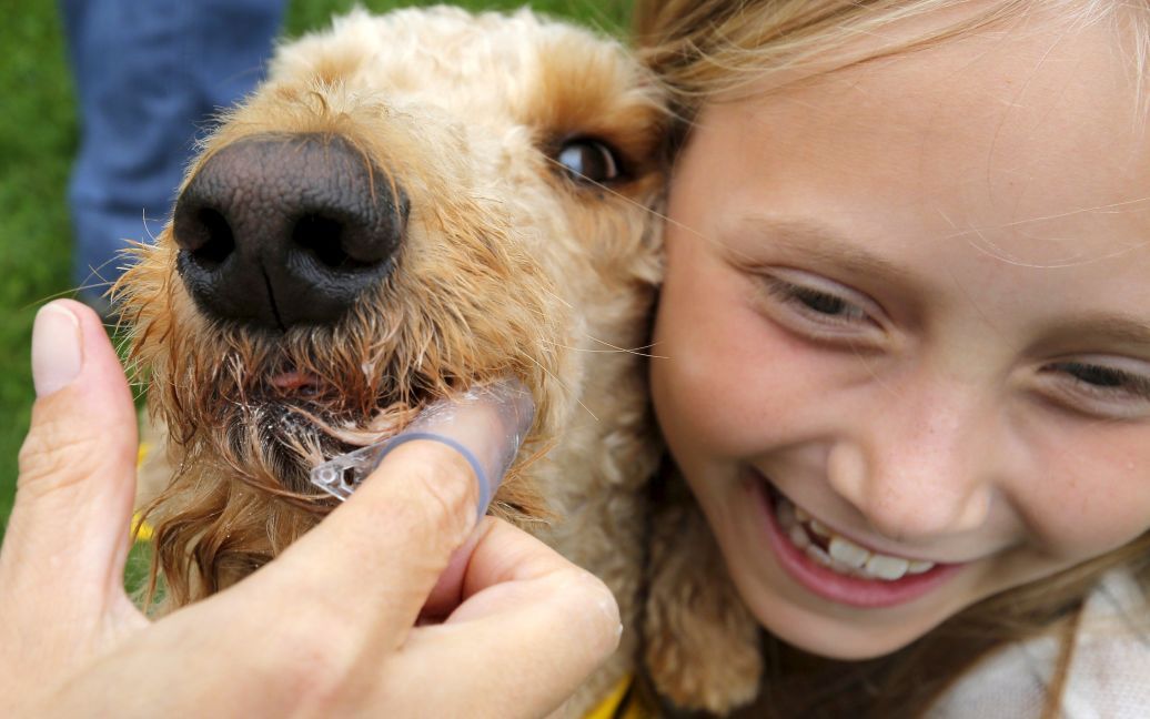 9-летняя девочка пытается почистить зубы своей собаке. На фестивале собак в американском Сомервилле попытались установить мировой рекорд Гиннеса по крупнейшей одновременной чистке зубов собакам. / © Reuters