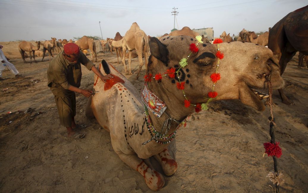 Мужчина делает декоративный рисунок на волосах верблюда на рынке крупного рогатого скота на окраине Карачи, Пакистан. Мусульмане по всему миру готовятся к празднованию ежегодного праздника Ид аль-Адха, или праздника жертвоприношения, который знаменует окончание ежегодного паломничества хадж. Этот праздник сопровождается забоем коз, овец, коров и верблюдов в ознаменование готовности пророка Авраама принести в жертву своего сына, чтобы показать послушания Аллаху. / © Reuters