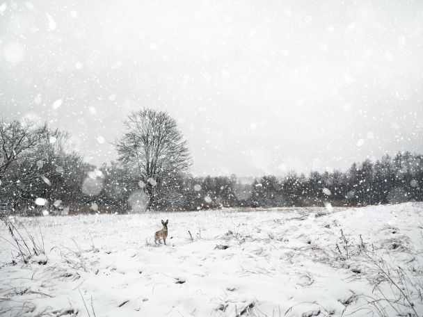 В сад 12 февраля пришли зайцы, ждите мороза / © Pexels