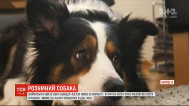 Умный пес: бордер-колли в Норвегии знает названия 90 своих игрушек