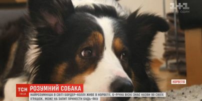 Умный пес: бордер-колли в Норвегии знает названия 90 своих игрушек