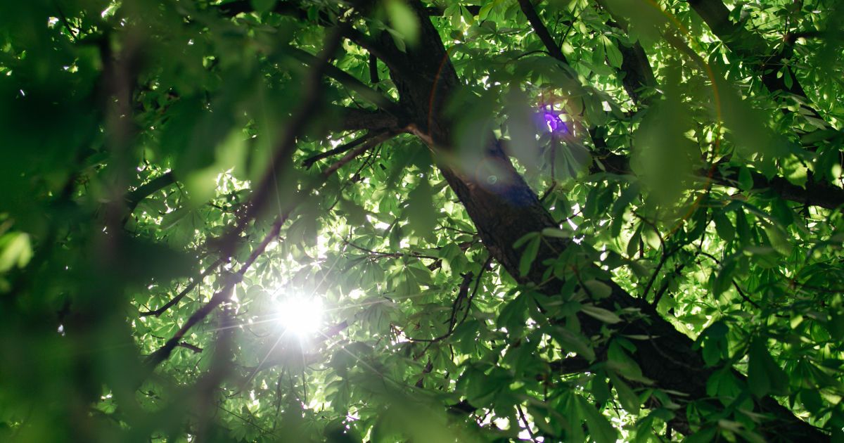 У Києві квітнуть каштани