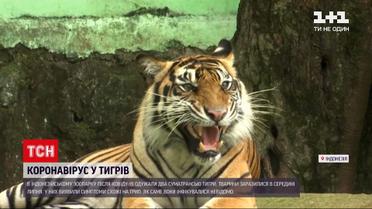 Новини світу: в індонезійському зоопарку двоє суматранських тигрів оговтуються від COVID-19