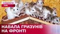 Нашествие грызунов! Как украинские защитники борются с мышами
