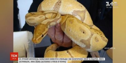 Українець намагався вивезти у Польщу понад півтори сотні екзотичних змій та ящірок