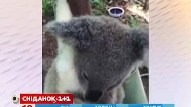 Коала прославилась у Мережі завдяки своєму вмінню релаксувати