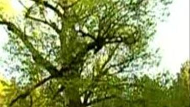 Чи має право на захист окреме дерево
