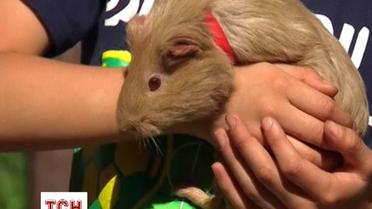 Католики в день Святого Антония освящают домашних любимцев