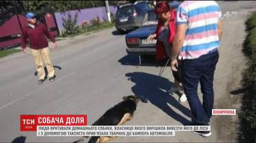 Пенсионерка привязала к бамперу пса, от которого хотела избавиться. Какое наказание ждет владелицу