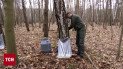 На Волыни замахнулись на рекордный сбор березового сока: хозяйки уже делятся рецептом его консервации