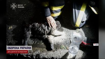Не лише люди: кота врятували рятувальники під час обстрілу столиці