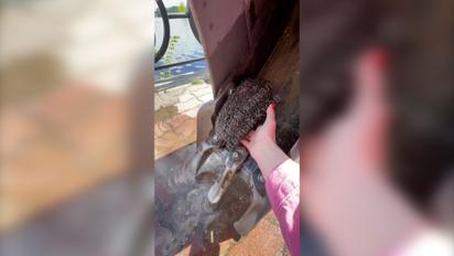 У Києві врятували їжака, який невдало відкрив "пляжний сезон"