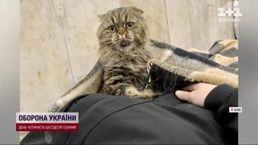 Киця з метро стала мемом: власники Хлої здивувались такій славі, але не розгубились