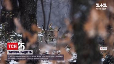 Новини світу: у заповіднику Греції раділа потужній заметілі
