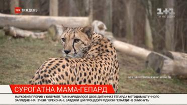 3-D фото в Facebook, опасный челлендж, суррогатная мама-гепард: новости с онлайн-трансляции