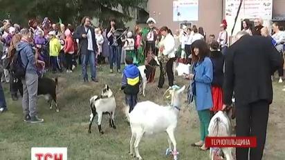 На Тернопільщині обирали найкрасивішу козу