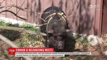 Киевлянка держит в квартире свинью и регулярно выводит ее на прогулки